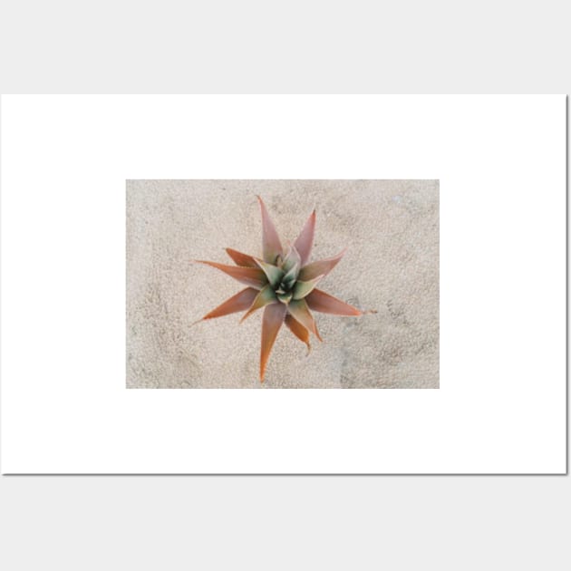 Mexico Succulent Wall Art by TaivalkonAriel